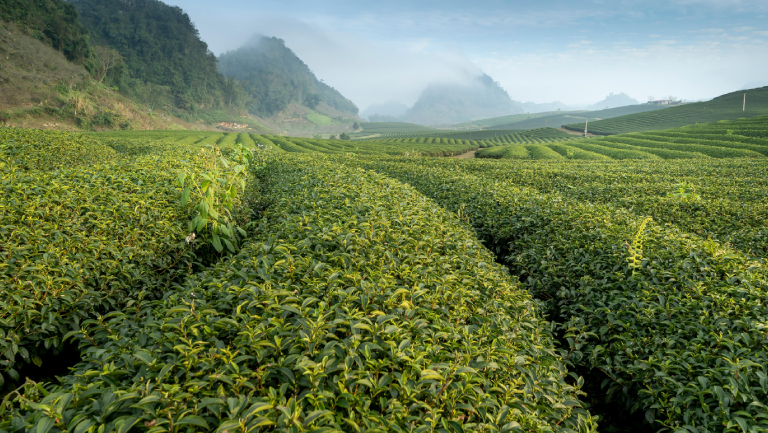 Tea Farm