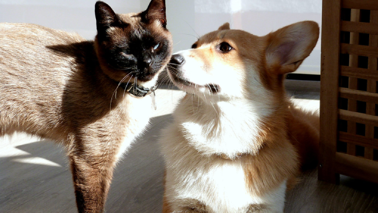 Cats and Corgis