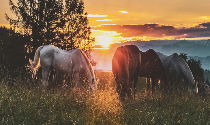 I Love Horses Day