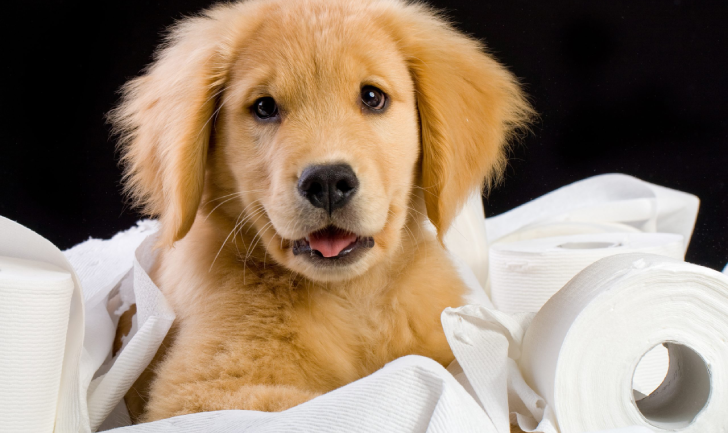 Dogs and Toilet Paper