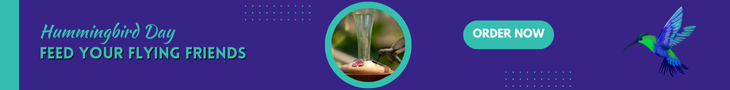 Amazon Hummingbird Feeders