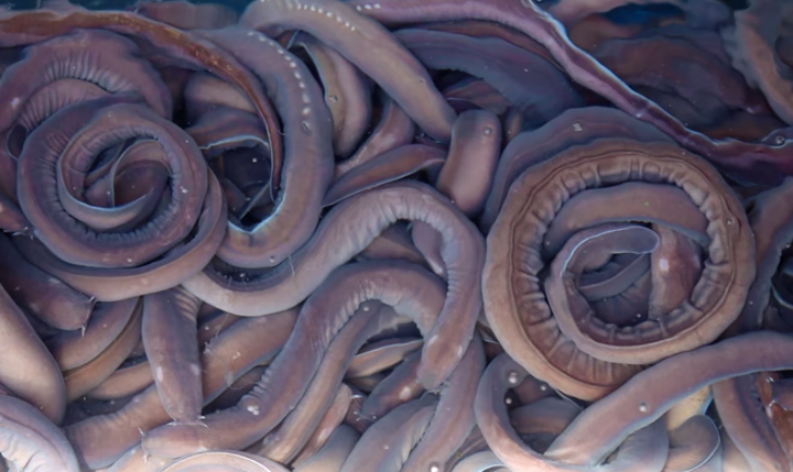 Hagfish