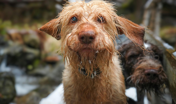 Muddy Dog Day