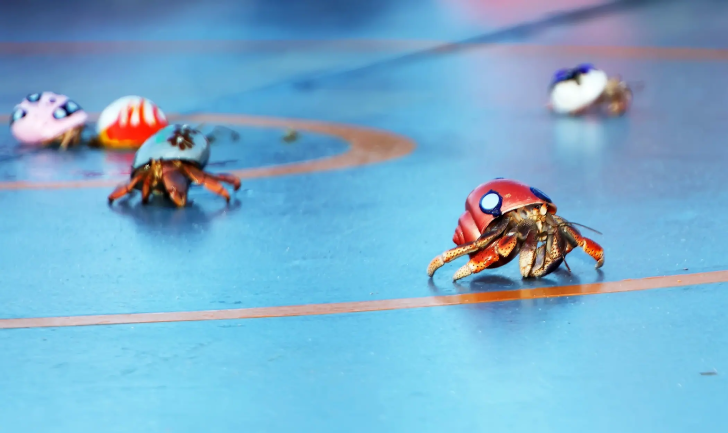 Crab Races