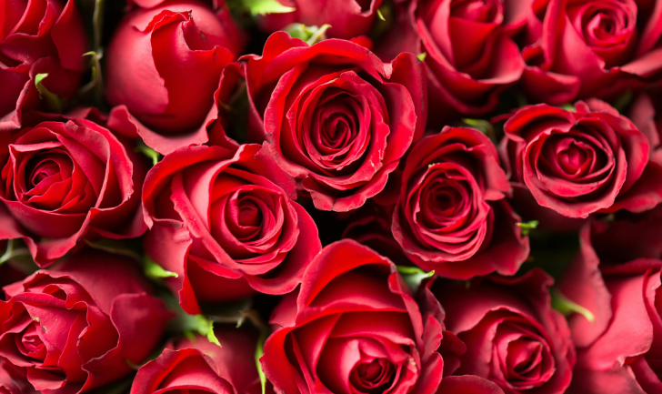 Valentine Roses