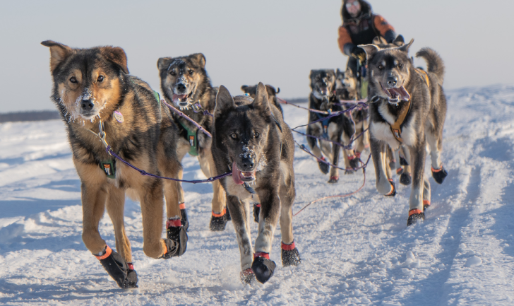 Iditarod