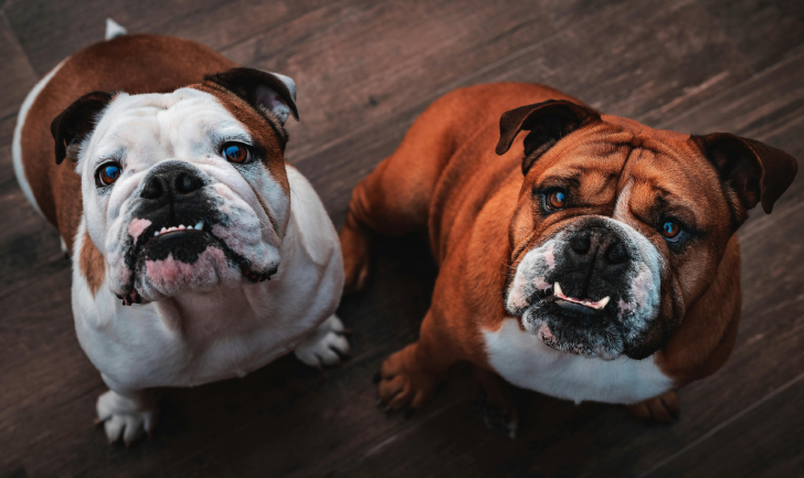 Bulldogs