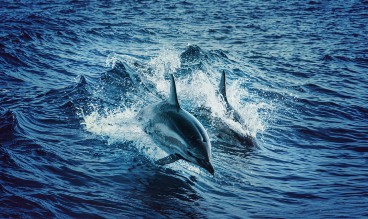 Dolphins