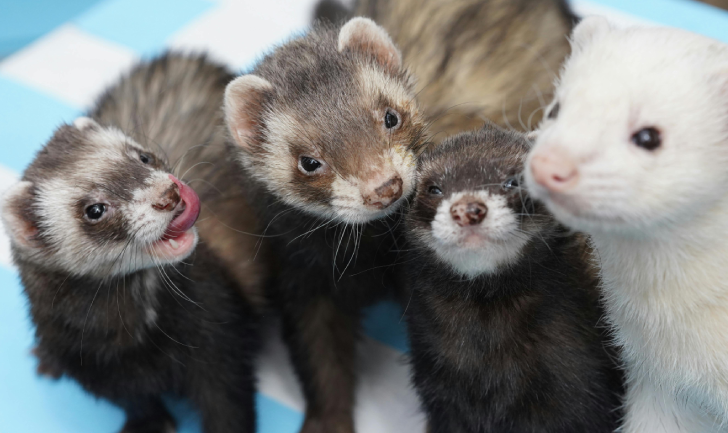 Ferrets