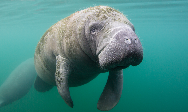 Manatee