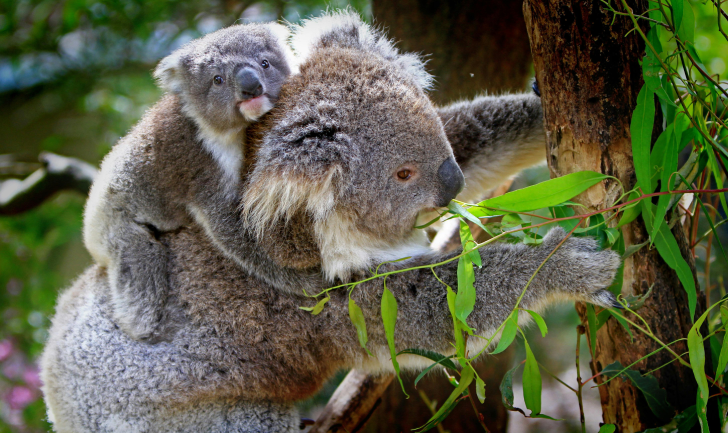 Koalas