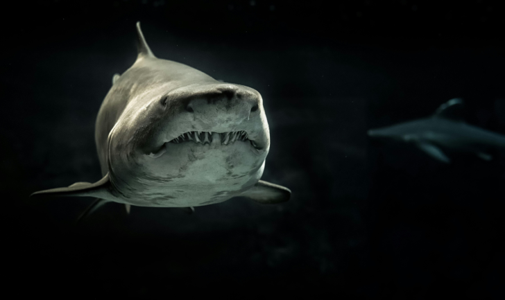 Sharks