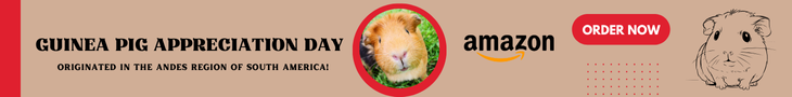 Guinea Pig Accessories