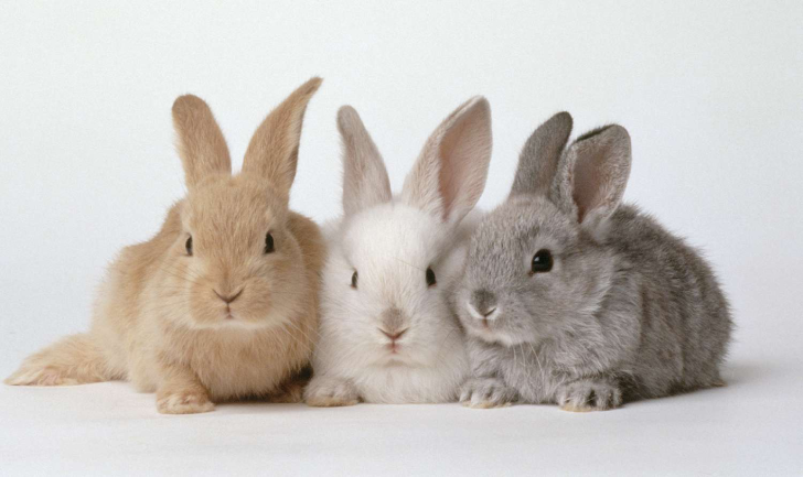 Rabbits